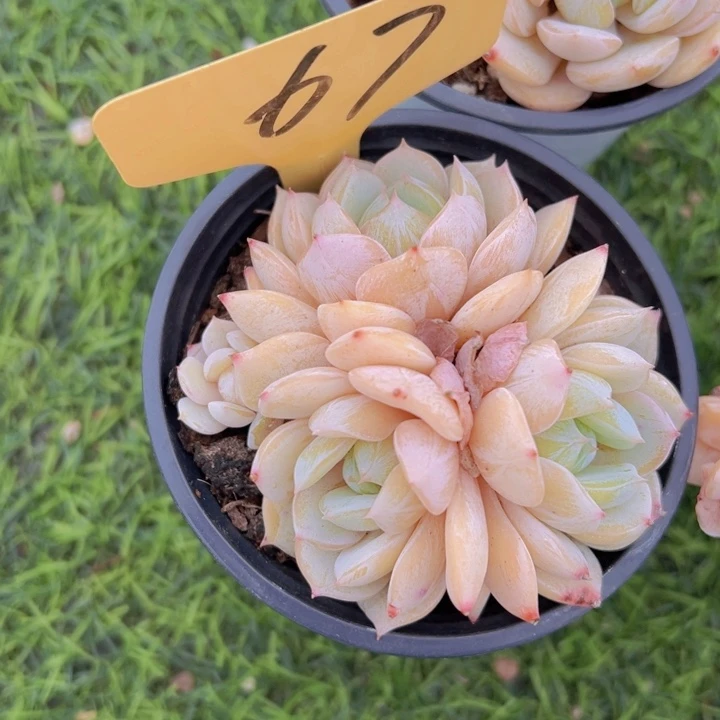 健健康康平平安安