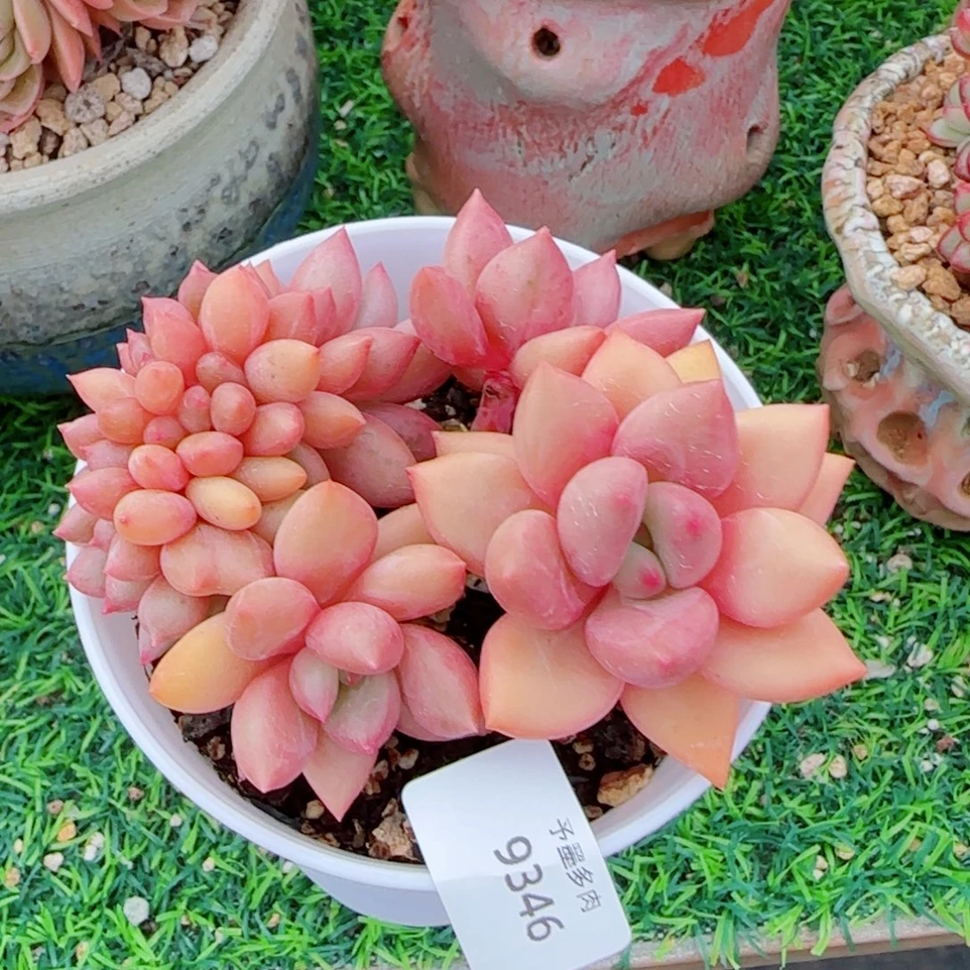 桃花源缀化，9346多肉植物