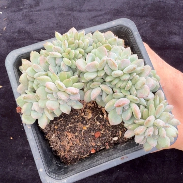 14厘米的尺寸一物一拍的