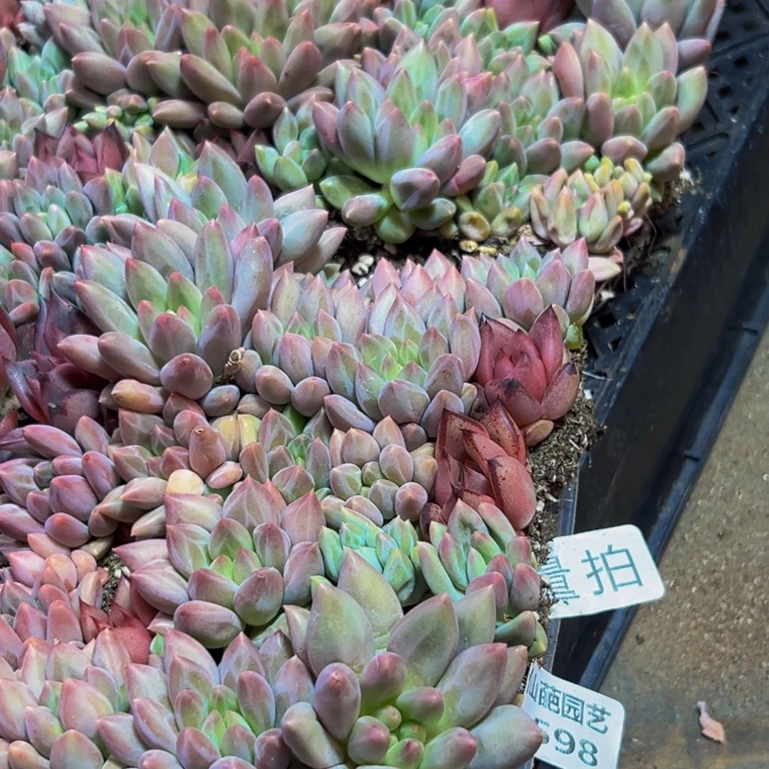 598多肉植物的生长发育和