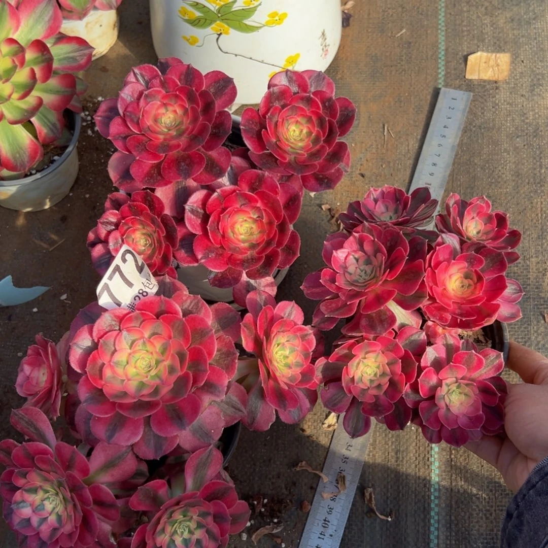 多肉植物772三颗小荔枝无售后
