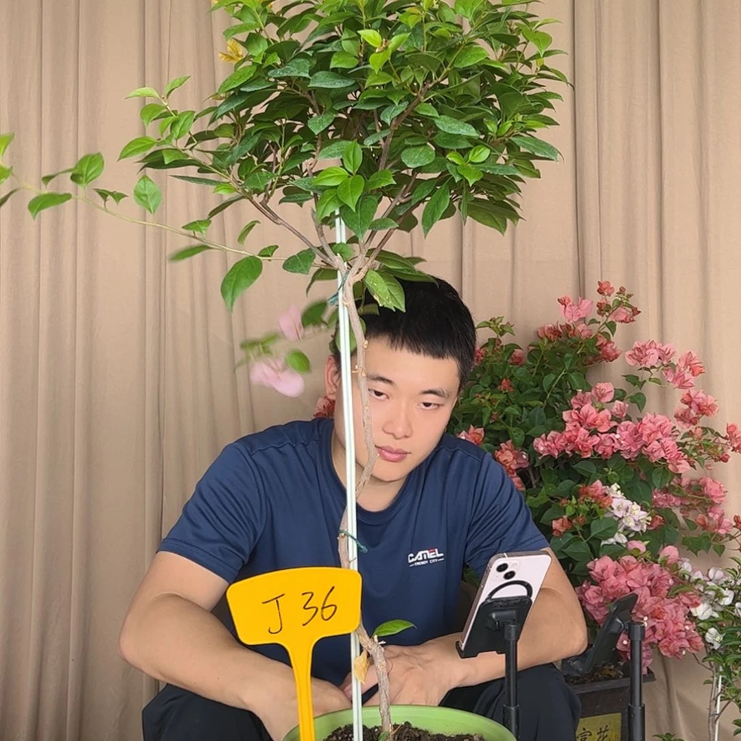 七****大部分开放少量花苞J36金发女郎