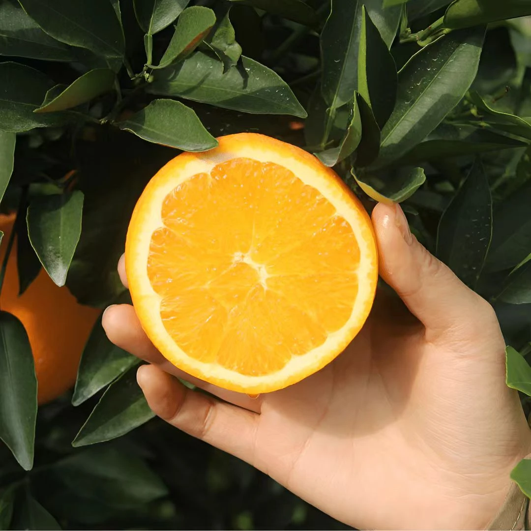 四川苍溪特产5斤装橙子  新鲜上市 现摘先发
