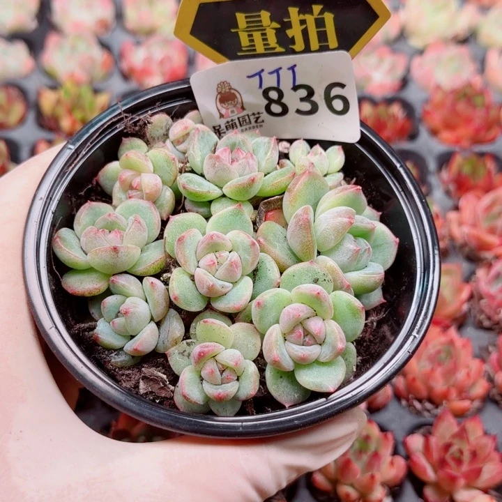 多肉植物多肉植物