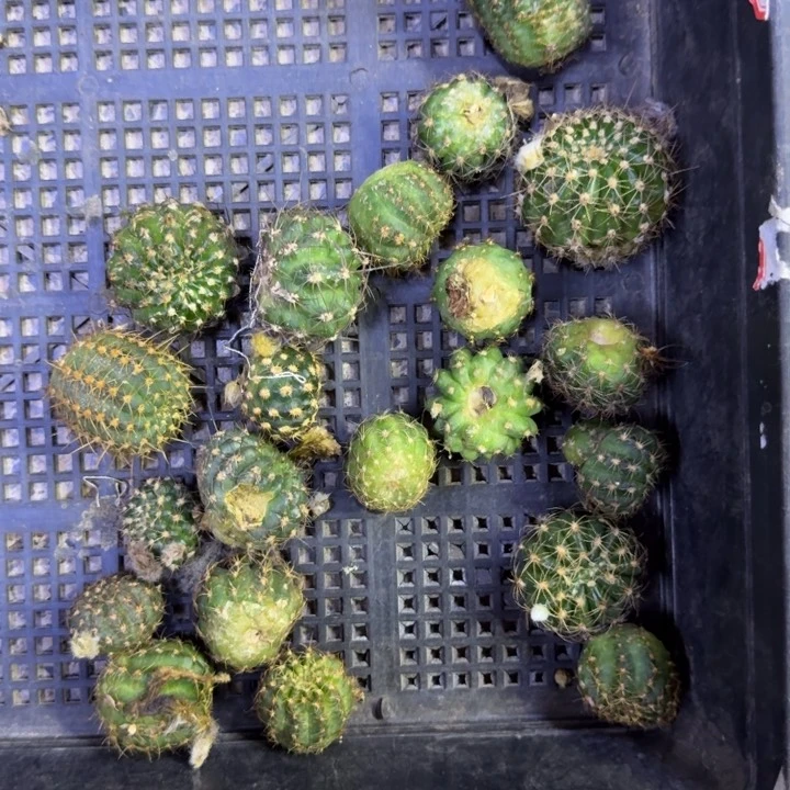 27丽花2个无根侧牙很小2到3公分左右，20包邮