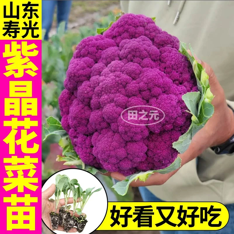 山东寿光耐寒紫晶花菜苗秧紫色花椰菜种苗有机花菜紫甘蓝四季盆栽