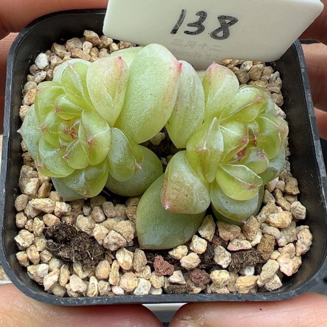 138号相柳甜心晗雨多肉