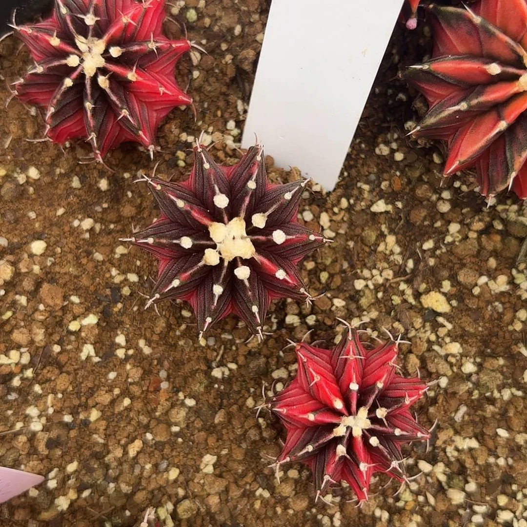 128-0702泰国发货多肉