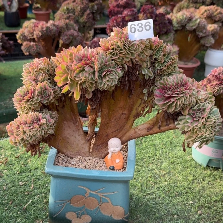 万圣节超白锦缀化636