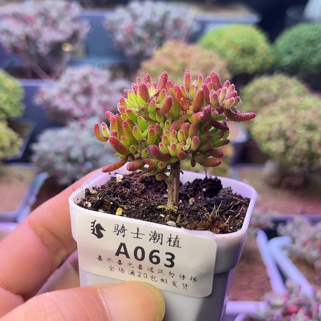 063红麒麟枝干番杏