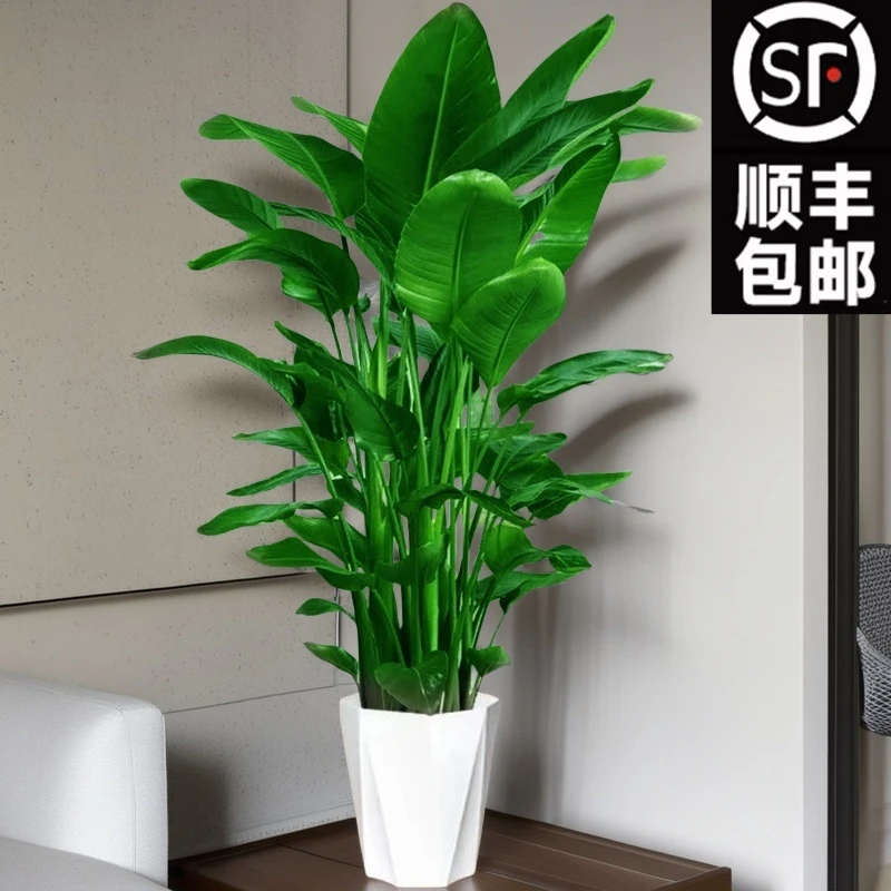【顺丰包邮】天堂鸟1.4-1.6米室内绿植盆栽好养活净化空气绿植