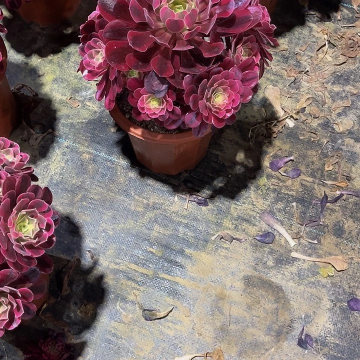 紫*美杜莎695.000000000