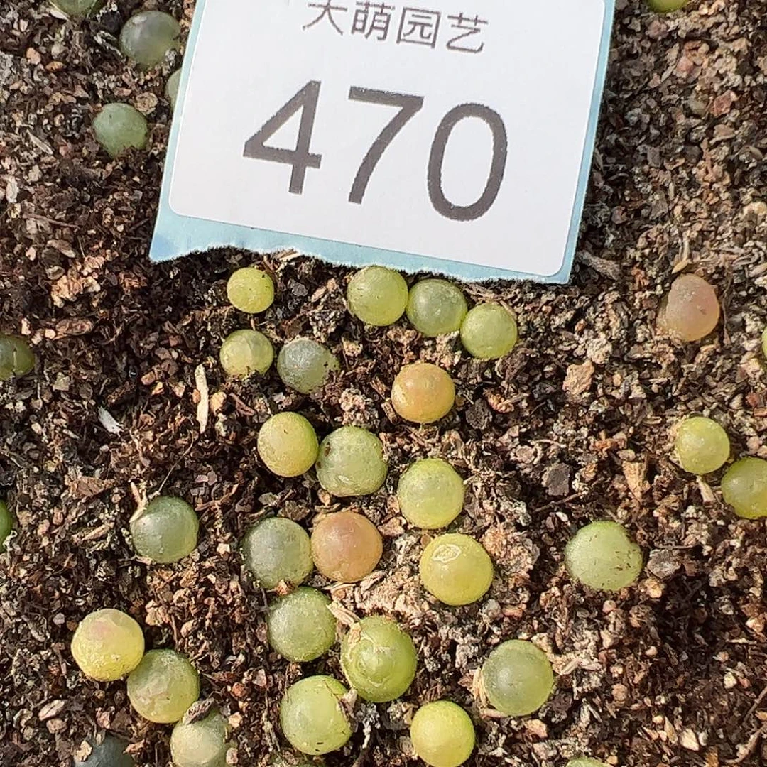 量拍小拉登1颗尺寸0.7上下