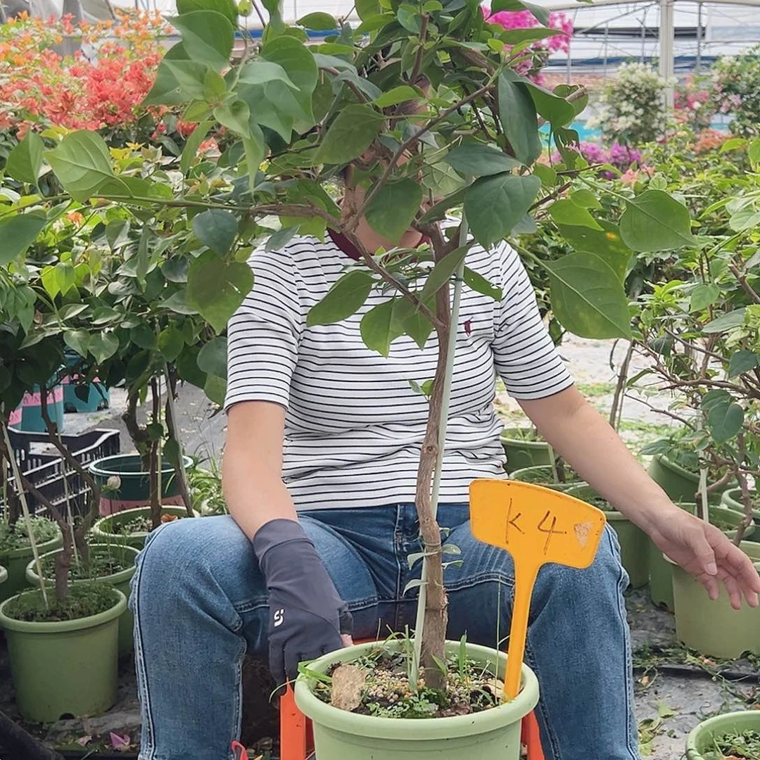 苏****大部分花苞少量开放K4绿樱