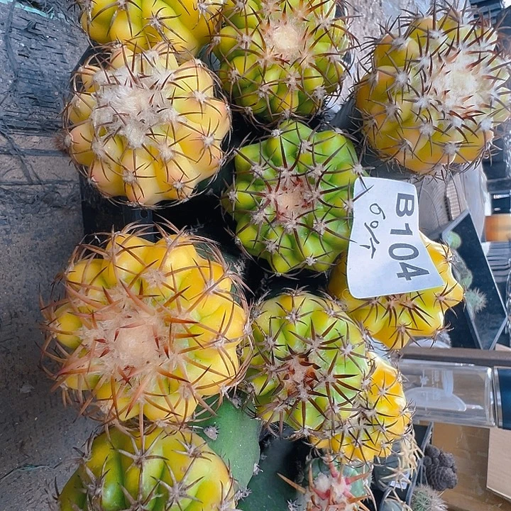 圆盘玉锦。 苗接。
