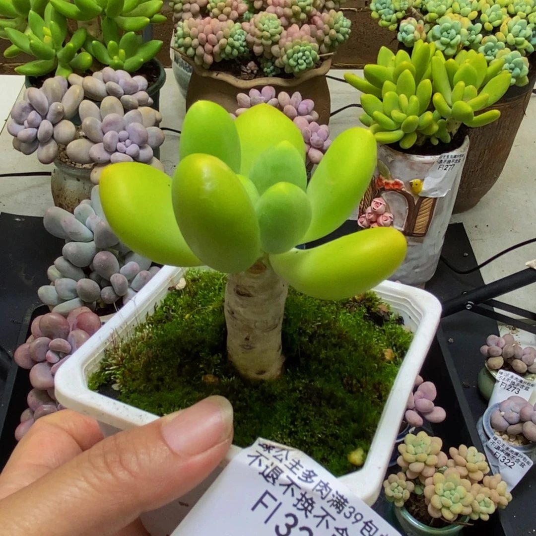 324芒果奶5cm多肉