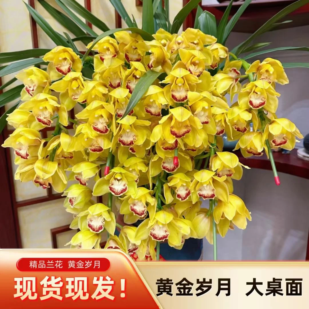 【黄金岁月】精品大桌面5枝起高端室内盆栽年宵花大花惠兰基地直发