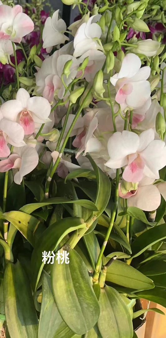 泰秋（萨姆）带花盆栽兰花（保苗不保花）