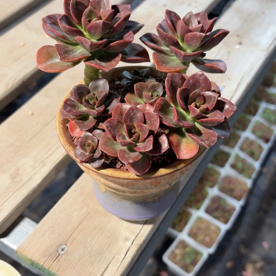 彤*巧克力方砖带盆430