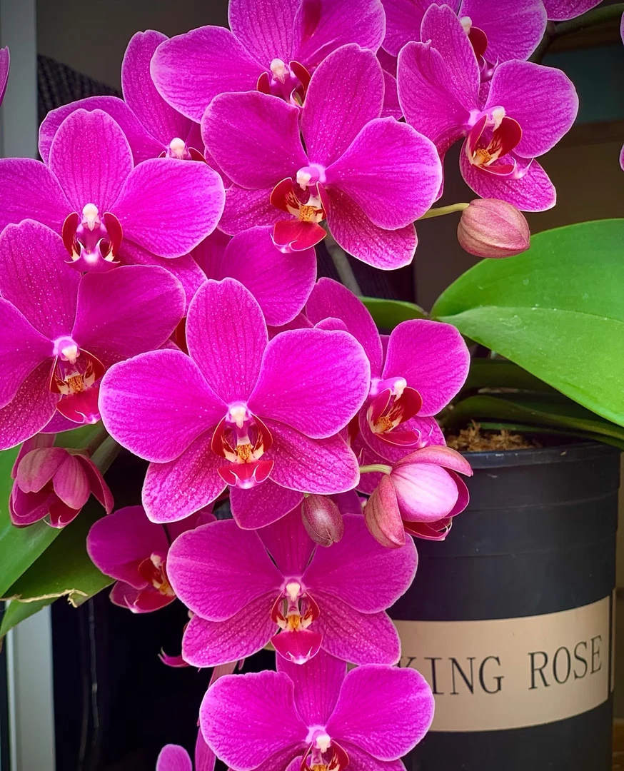 精品蜡质花《红蜻蜓》3.0寸杯 双剑/苗子发货不带花，两单包邮