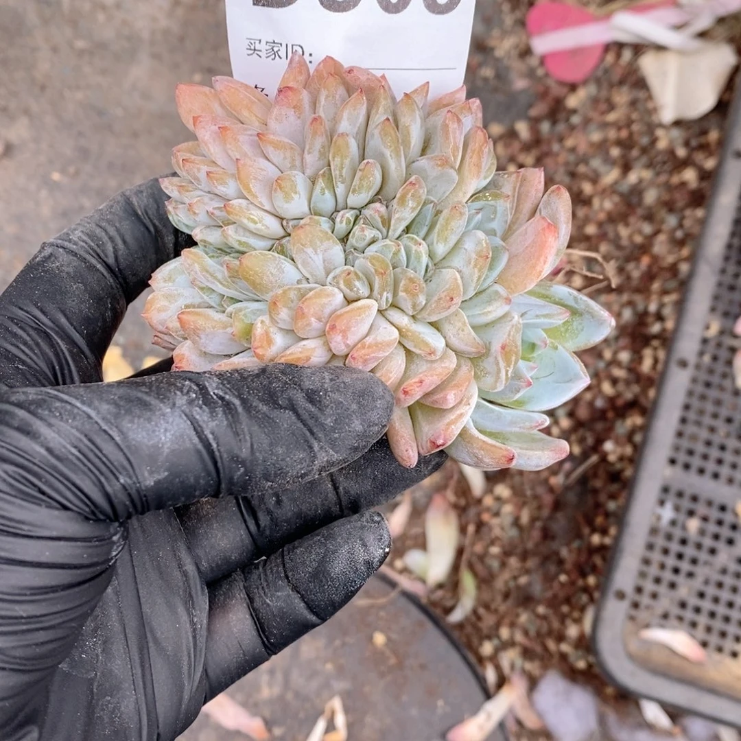 昭***愿305石榴籽缀化哇哇哇