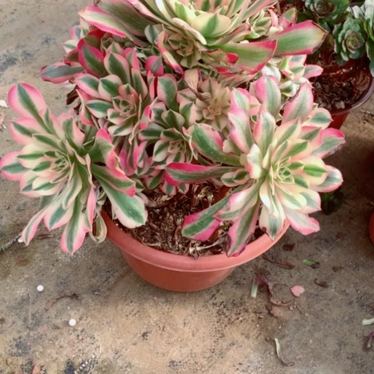 多肉植物女巫201