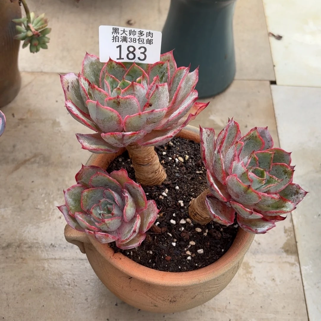 廖***生黑大帅多肉183赫拉