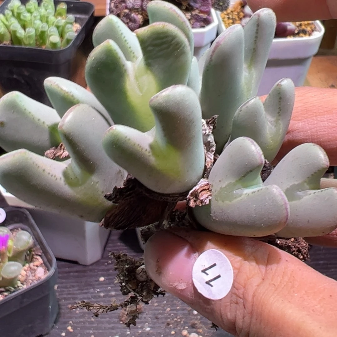 多肉植物111111111111