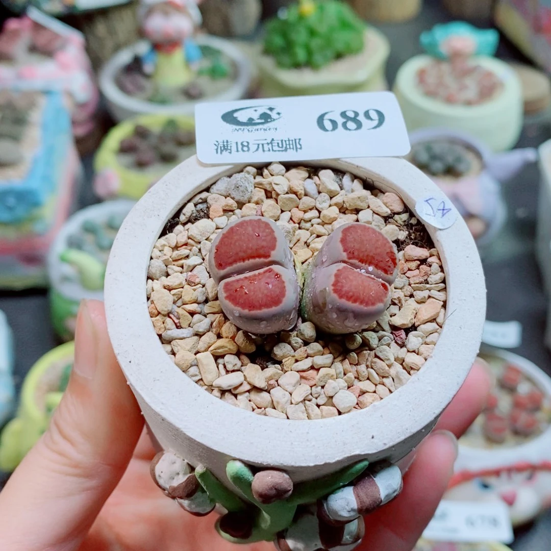 生石花花花花花花花花689