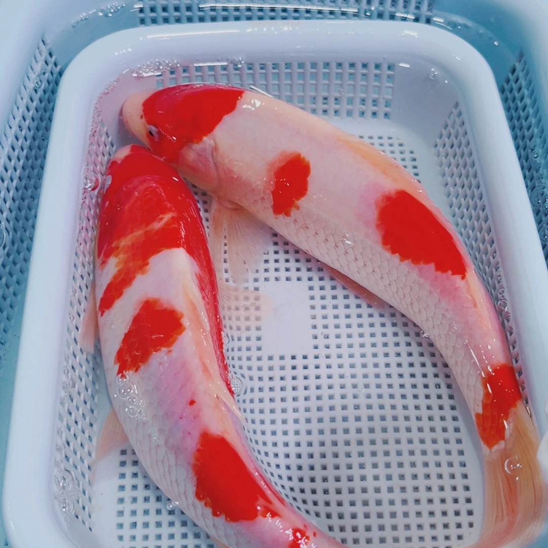 锦鲤锦鲤冷水鱼观赏606