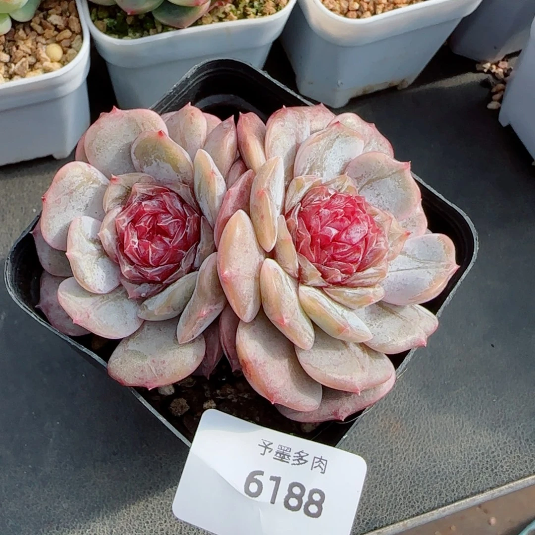 宫花，6188多肉植物