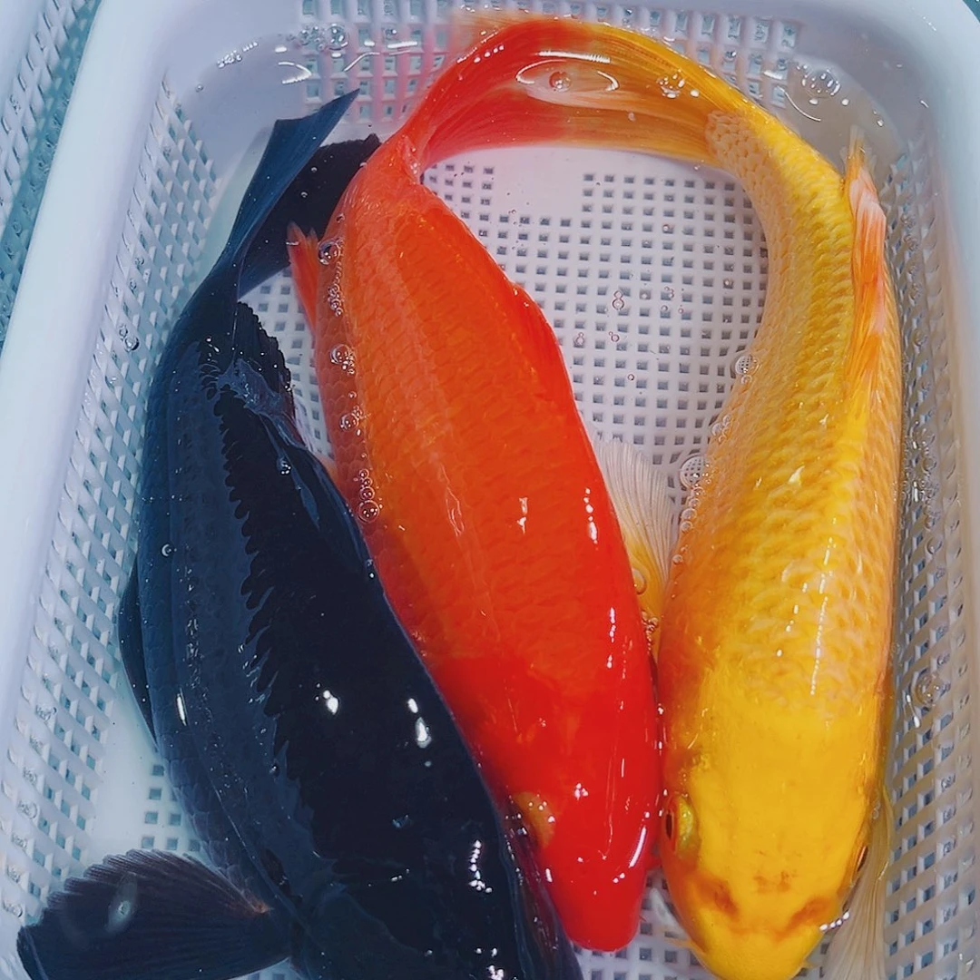 锦鲤锦鲤冷水鱼观赏