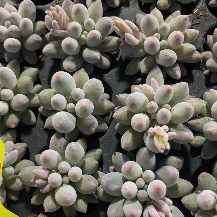 小婴儿手指1元带土发