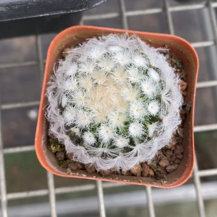 伯克利和格蕾纳等著名音乐