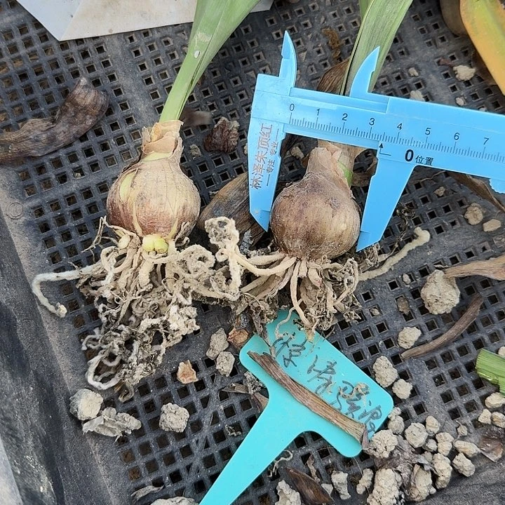 惊涛骇浪朱顶红一棵3+