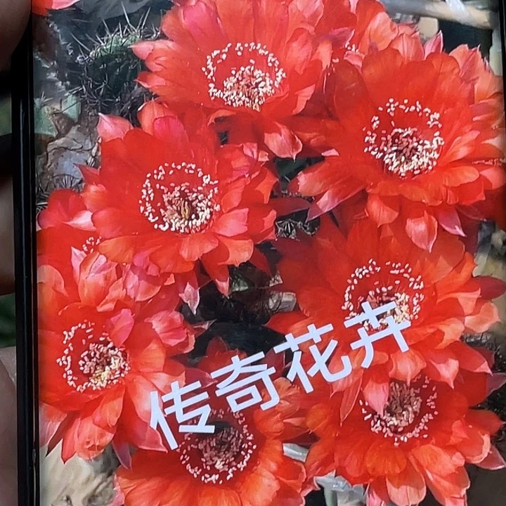 彩 纳格马斯侧芽 歪 满20包邮4–5公分