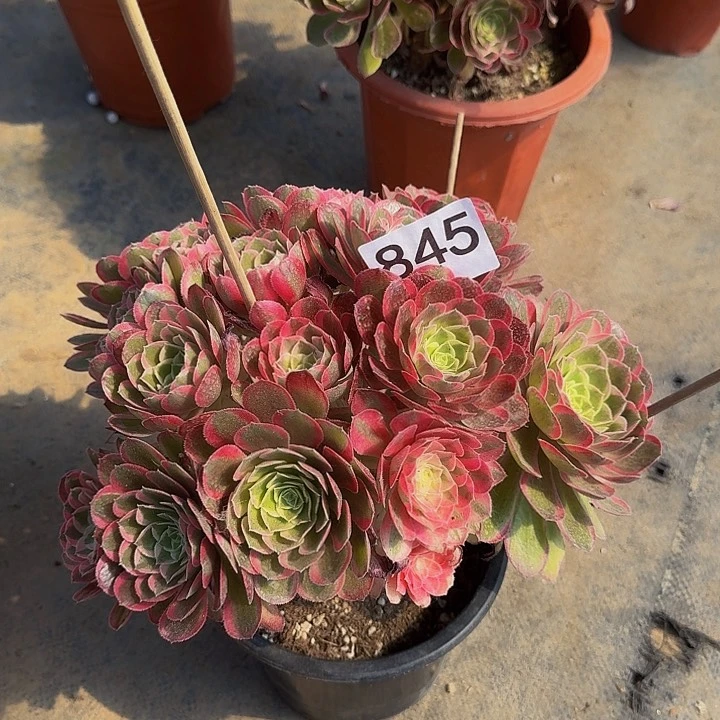 0000000000845孔雀翎