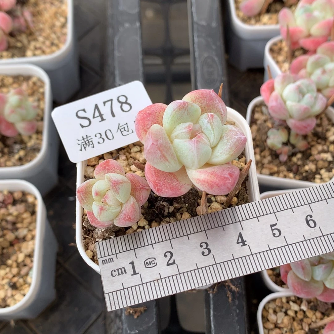 478小树冰玉冠服4.5