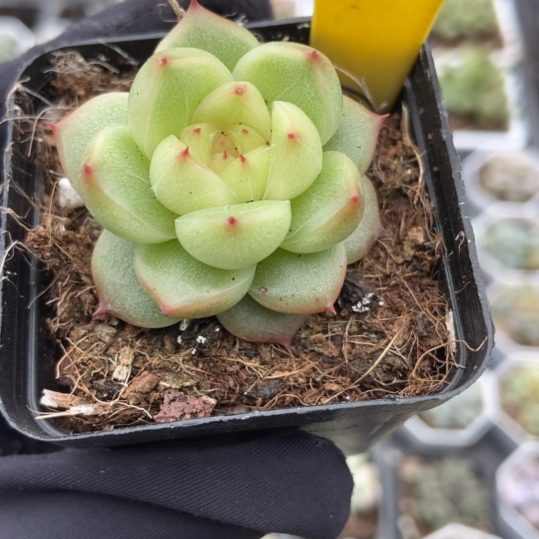 1099晴空珍妮多肉植物