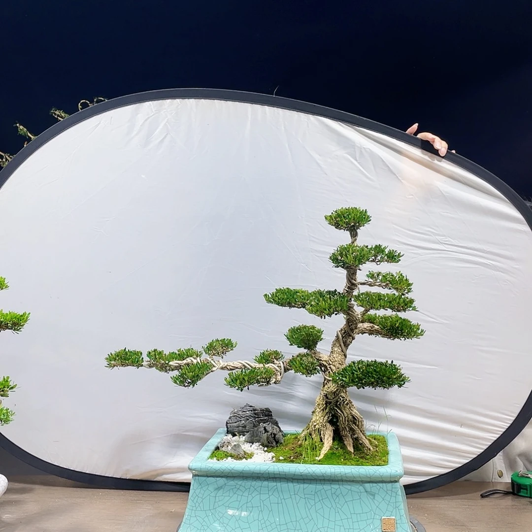 完全开放黄杨盆景四季常青