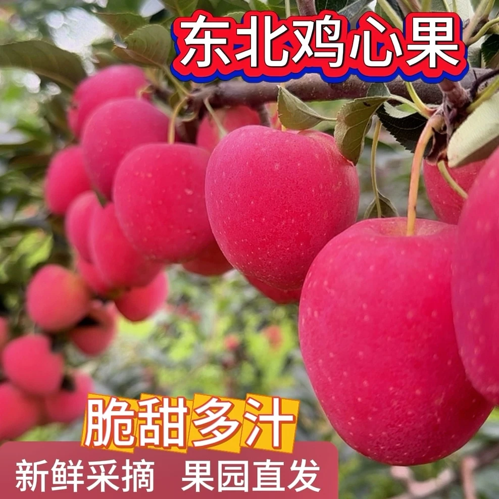 鸡心果 脆甜多汁 果园现采现发