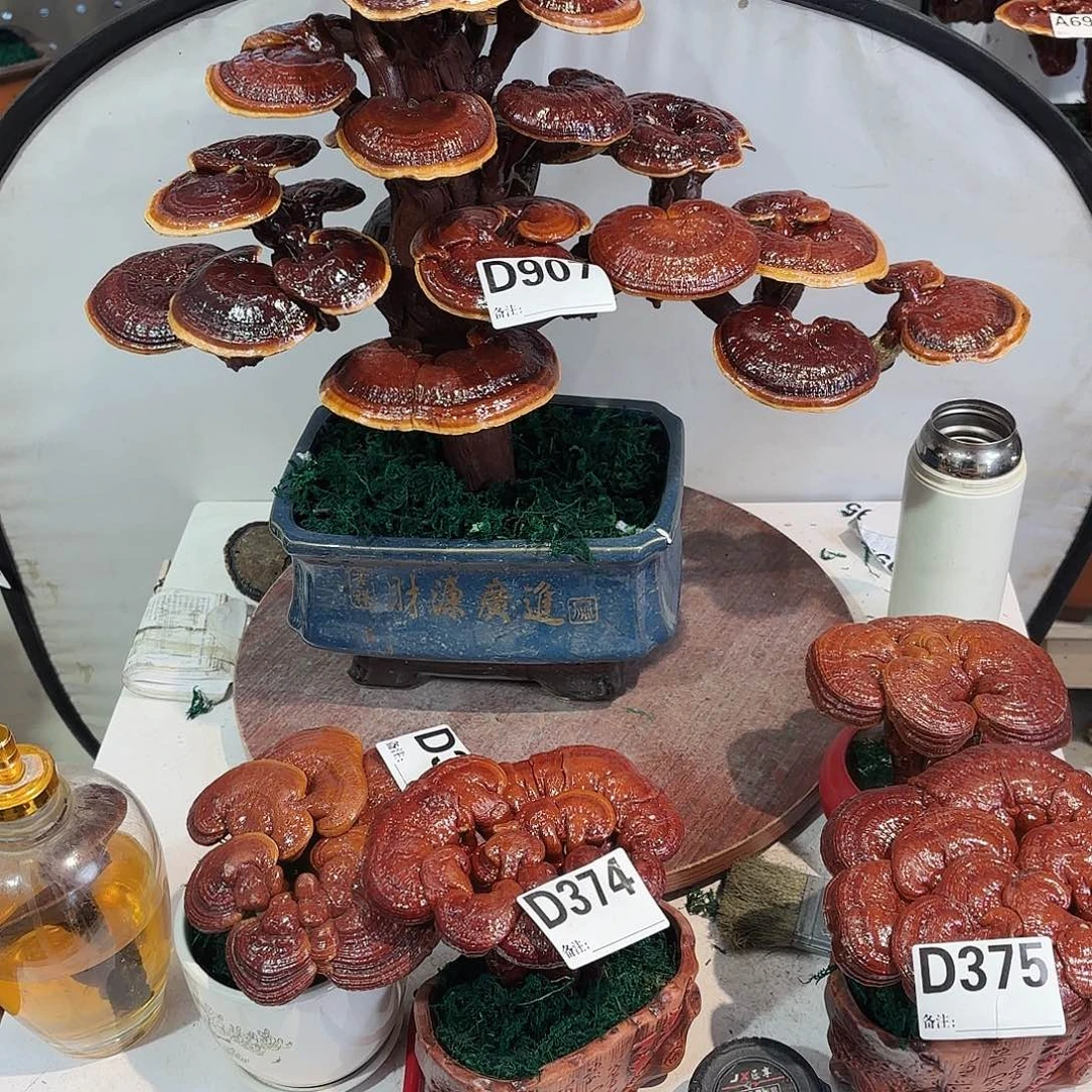 无花朵灵芝88858888888888888888