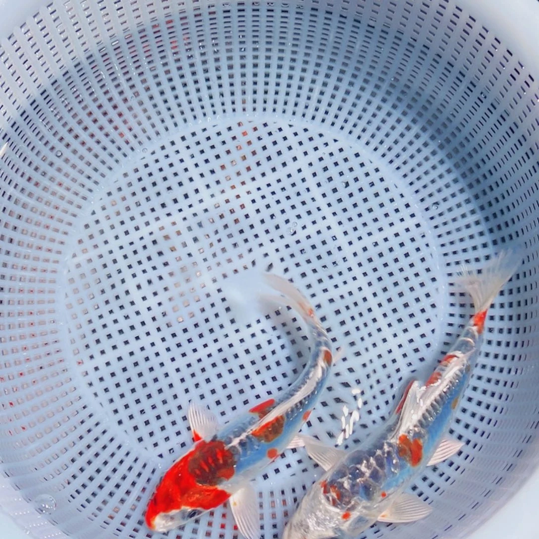 锦鲤锦鲤观赏鱼1111