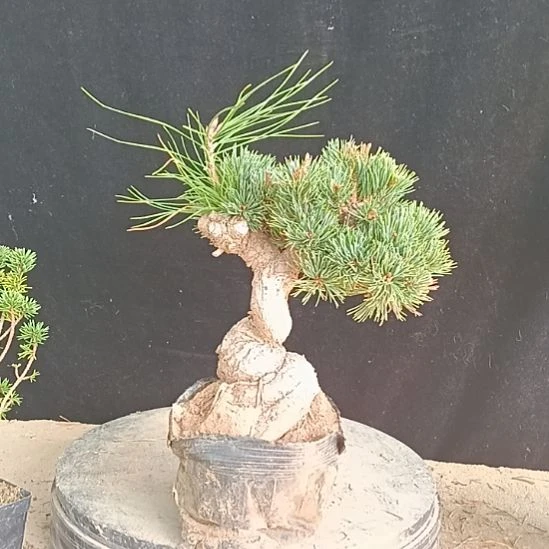 贵品大板松金针大板松微型