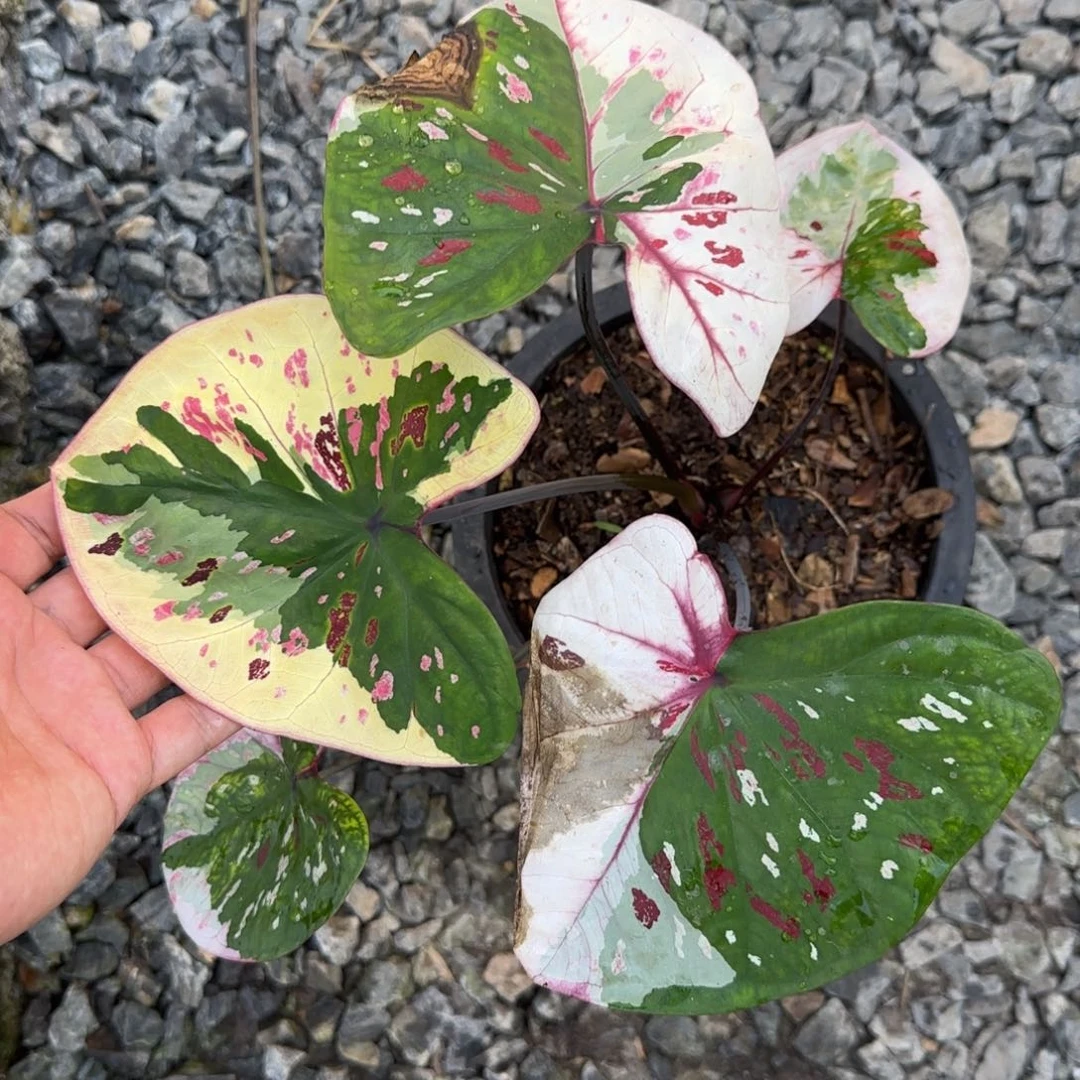 完全开放泰彩紫罗兰母本