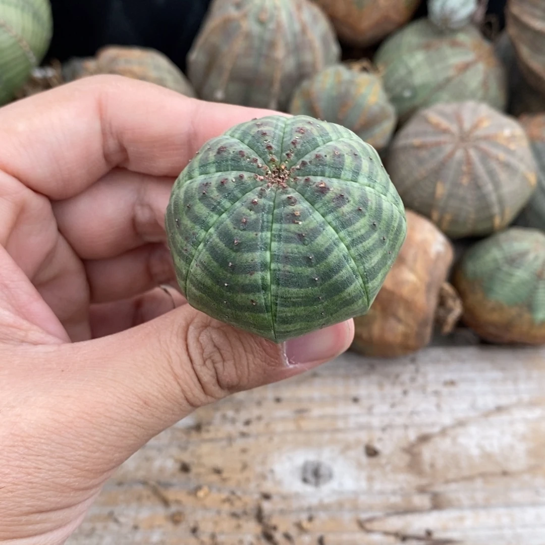 7 欧系实生布纹球多肉植物