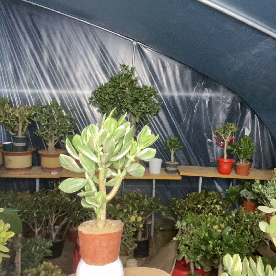 无***遐完全开放三色花月一物一拍