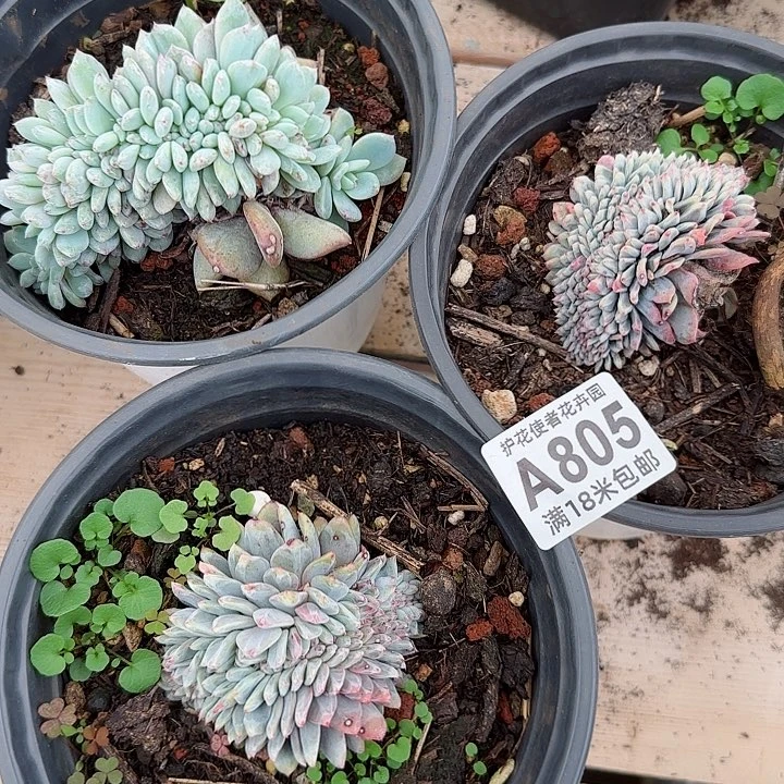 多肉法师淘宝福利