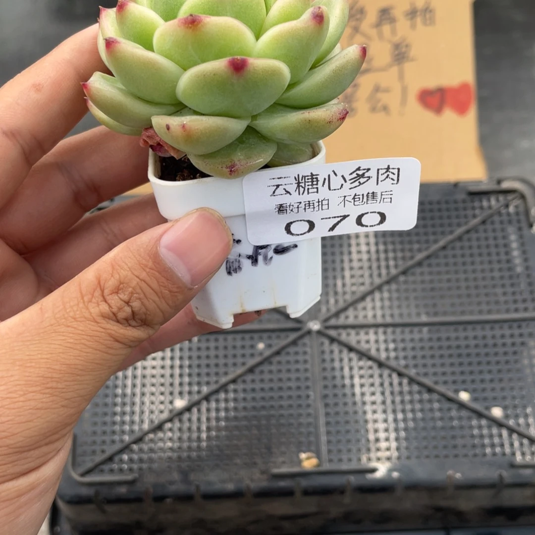 云糖心多肉植物70