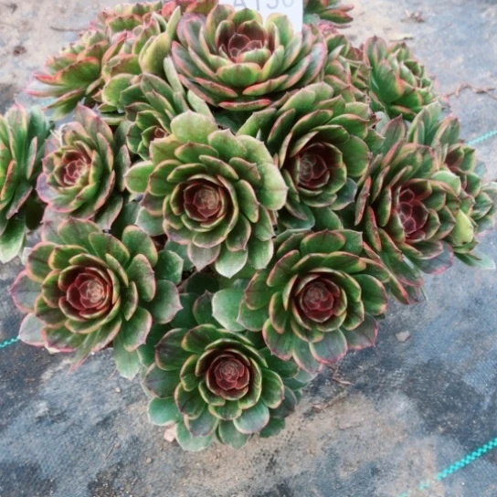 130火狐法师多肉植物